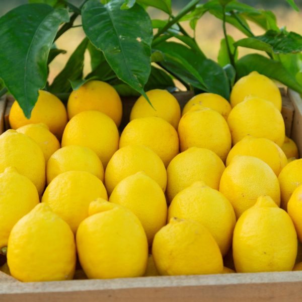 Limon (500 Gramlık Paket)